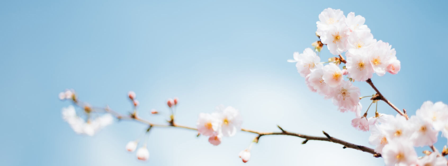 梦里飞花